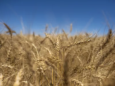 Wheat