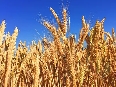 Wheat