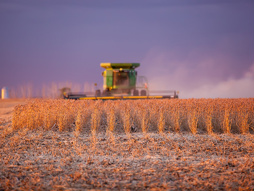 wheat_harvest_field2