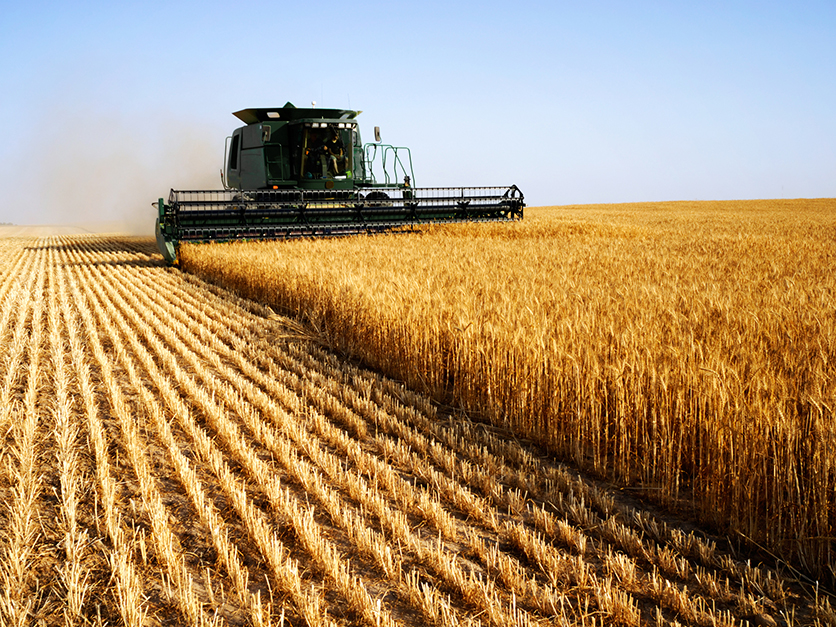 wheat_harvest_field