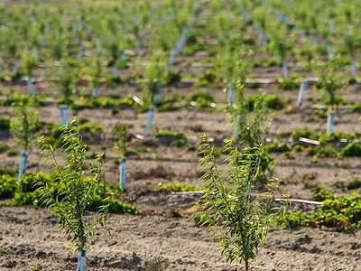 Almond trees