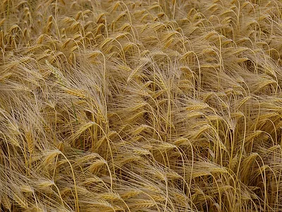 Barley