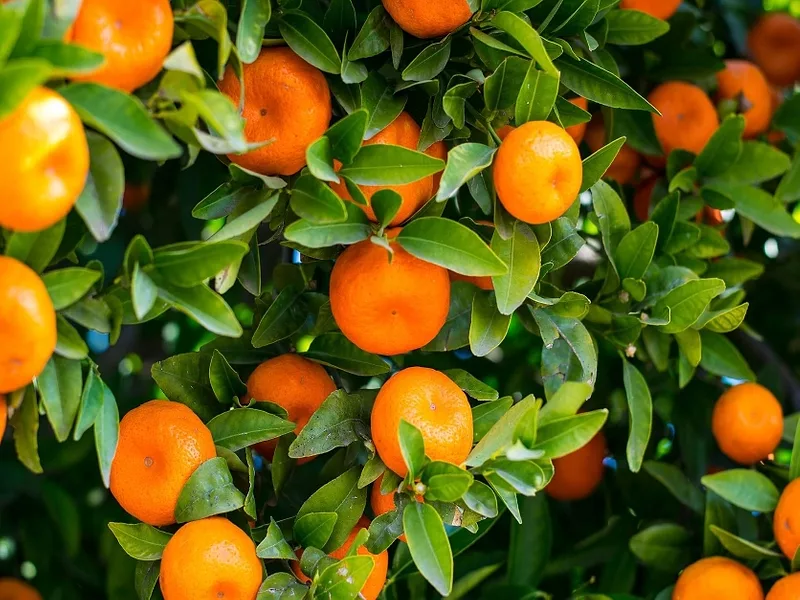oranges