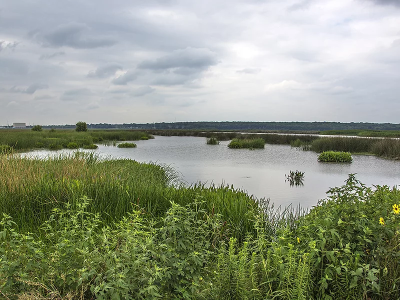 Marshland_environment_wildlife_habitat