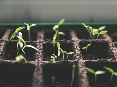Plants