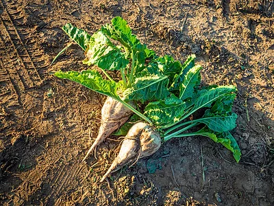 Sugarbeet