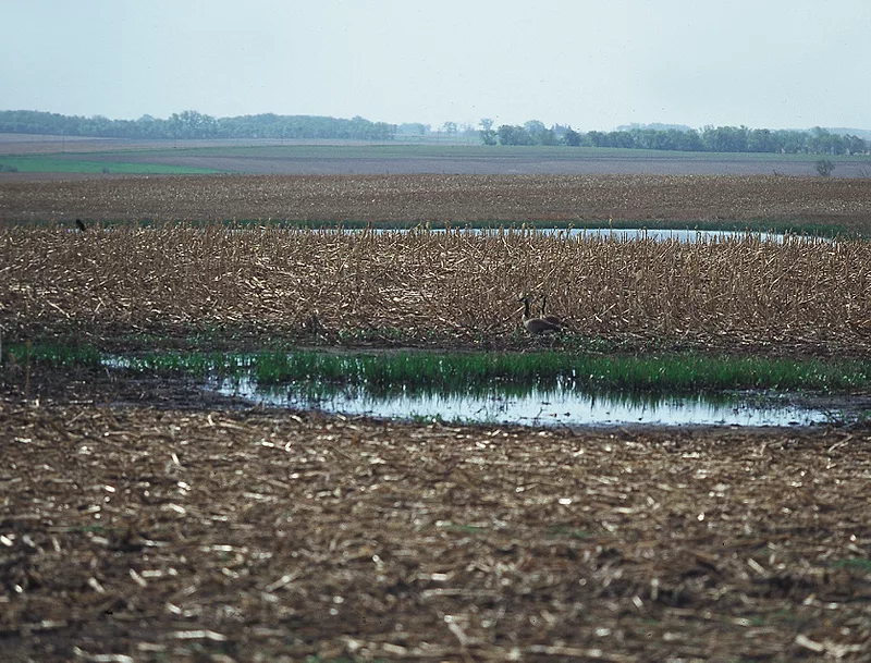 swamp2