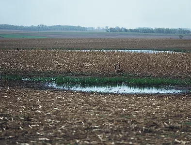 swamp2