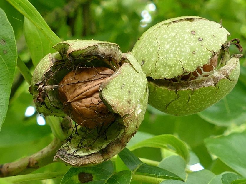 walnuts in tree