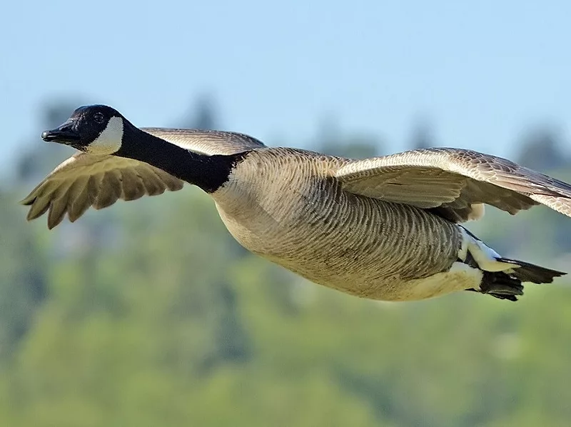 Wildlife-strikes-bird
