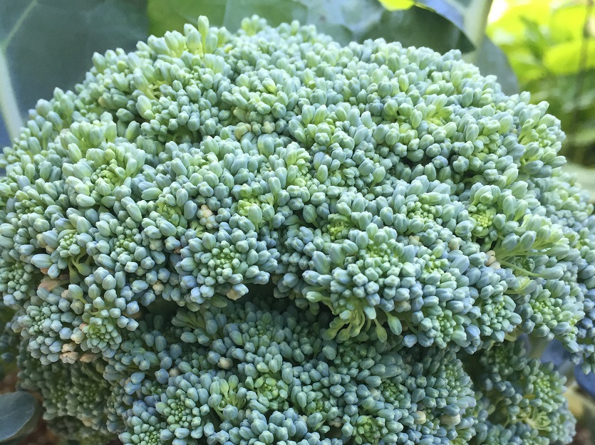 Broccoli_food