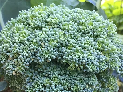 broccioli