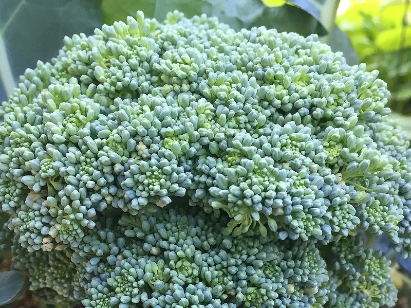 Broccoli_food