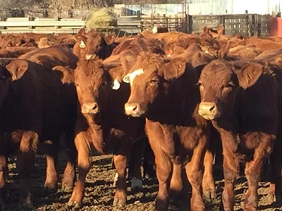 cattle