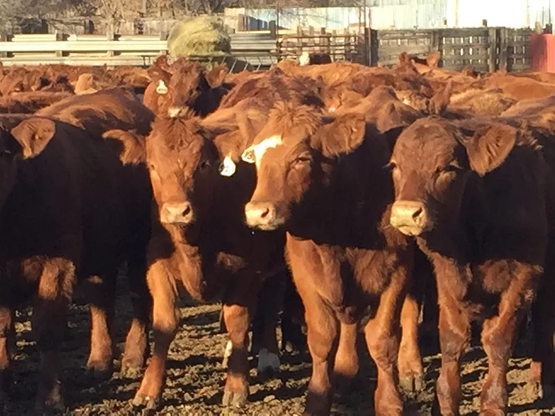 Cattle_beef_meat
