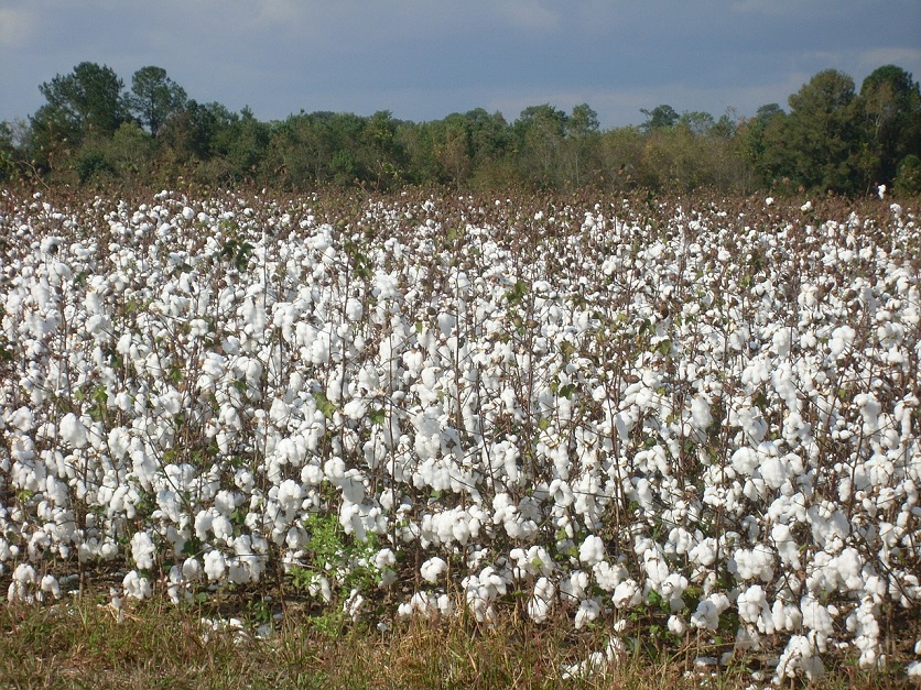 Cotton-836