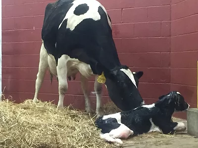 Dairy cow and calf