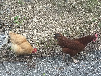 Free range chickens