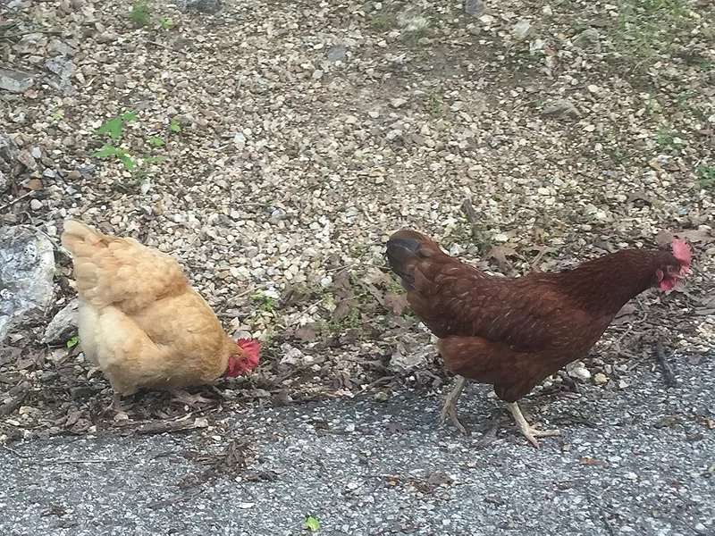 Free_range_chickens_poultry