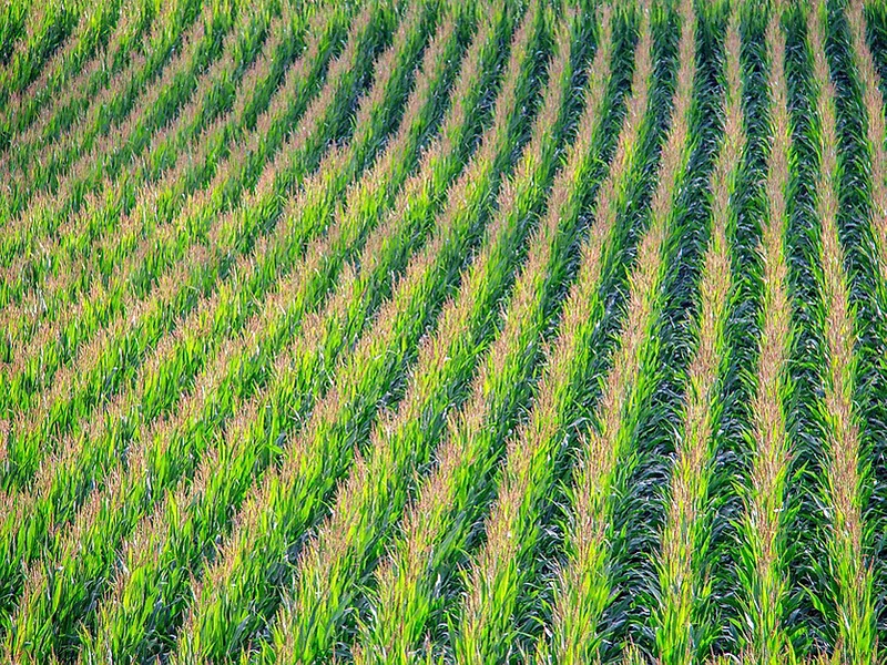 Corn field