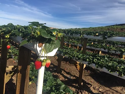 Strawberry