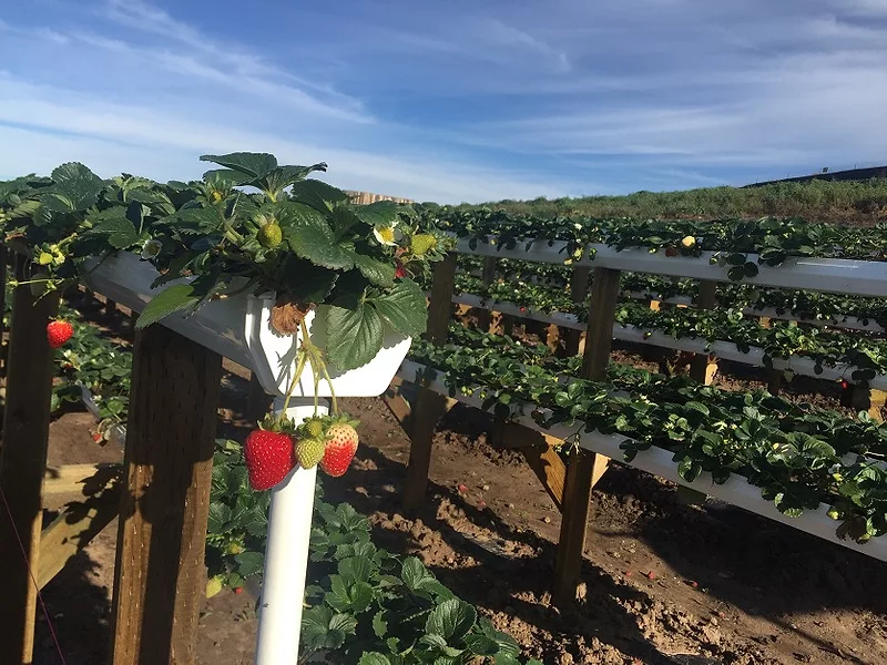 Strawberry_Food_1