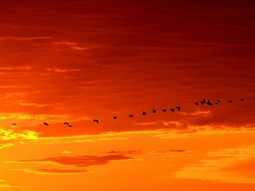Daybreak-geese-836