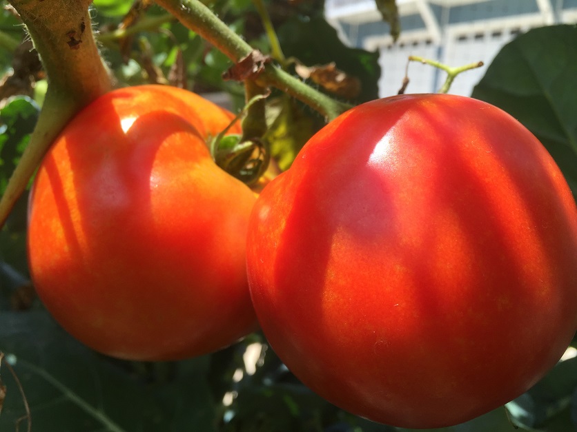 Tomatoes_Food