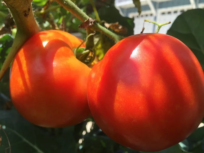 Tomatoes_Food