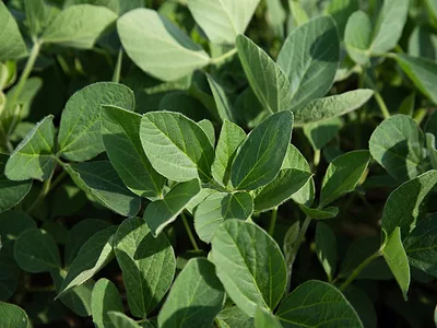 USB_nonGMO_higholeicsoy.png