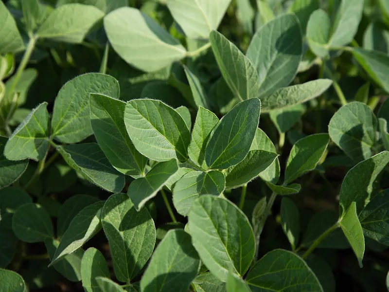 USB_nonGMO_higholeicsoy.png