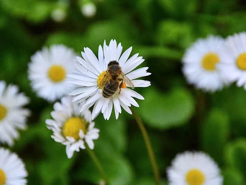 bee on flower
