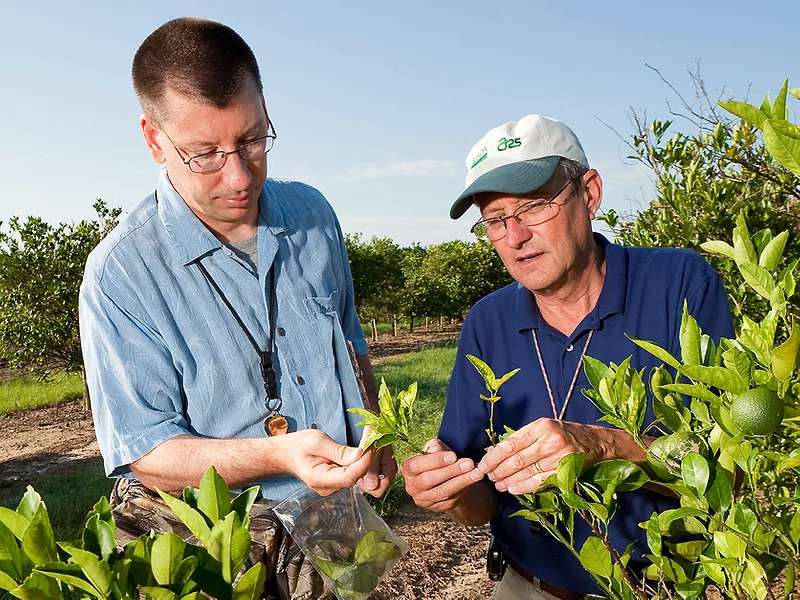 Citrus greening