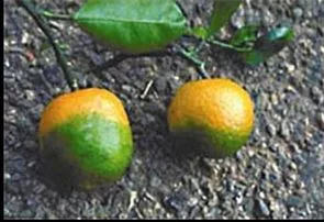 CitrusGreeningUSDA.jpg