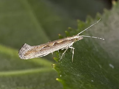 diamondback moth