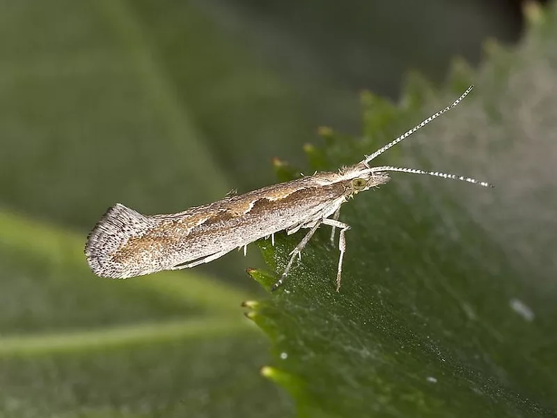 Diamondback moth