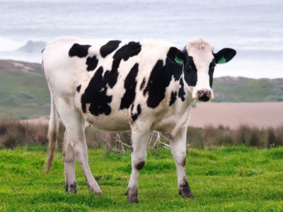 California dairy cow