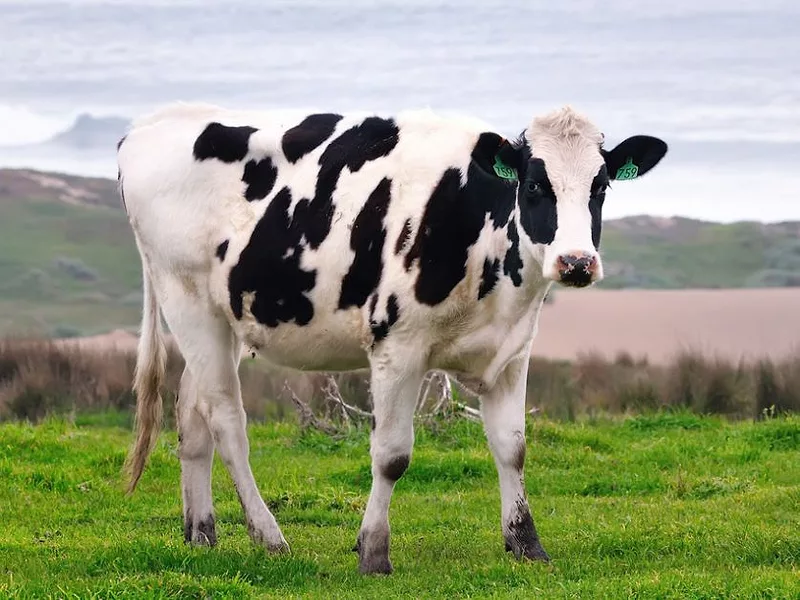 Dairy cow