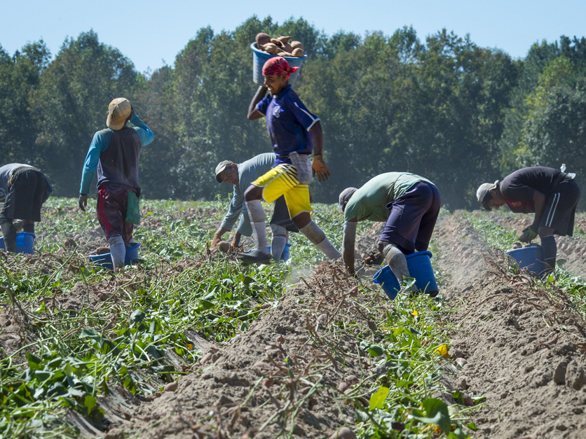 farm labor and immigration