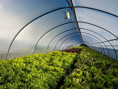 Greenhouse