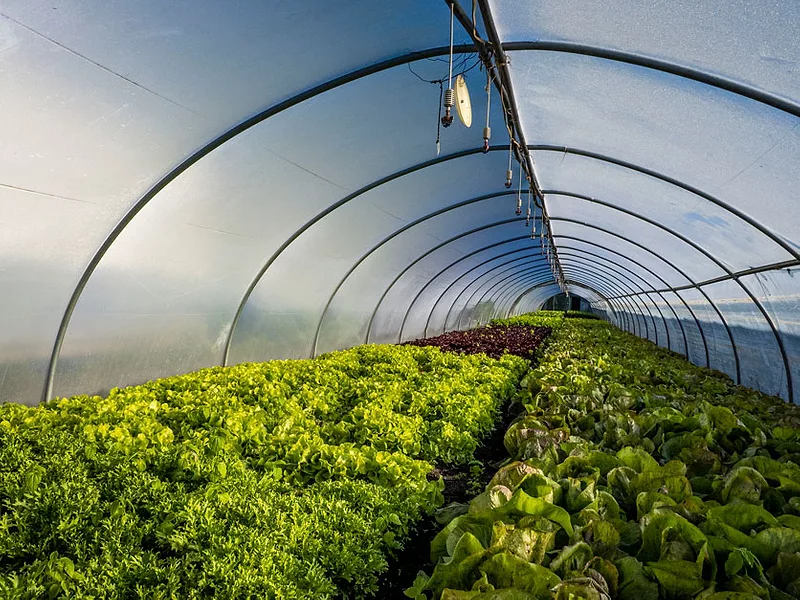 Greenhouse