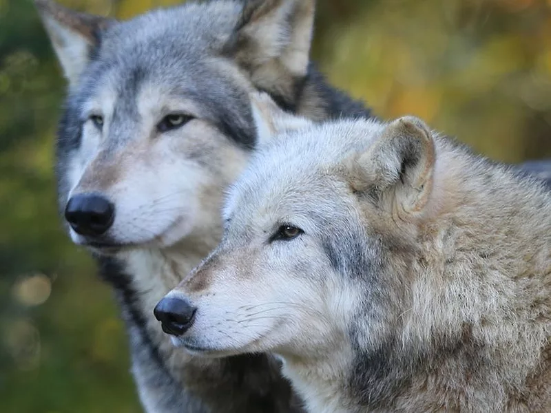 gray wolf