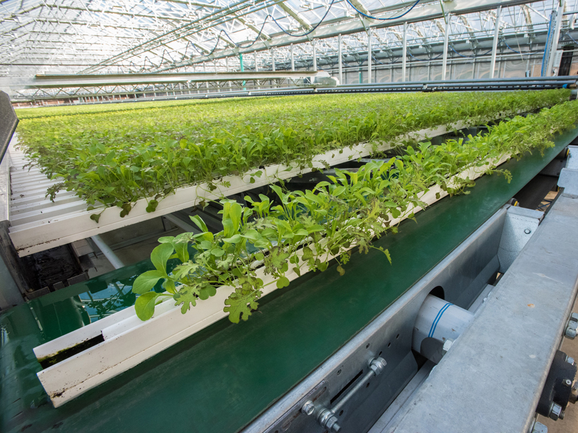 Hydroponic agriculture