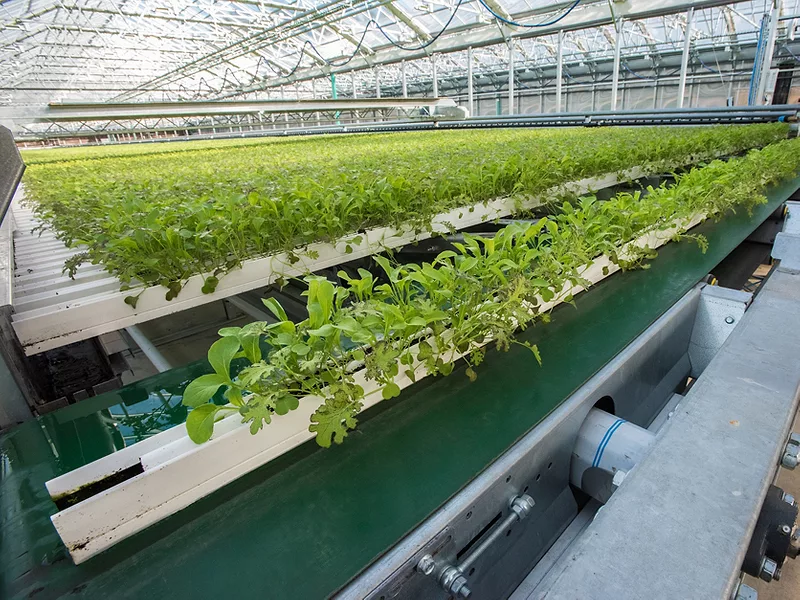 Hydroponic agriculture