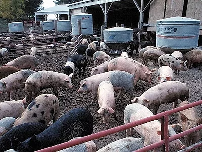 hog farm