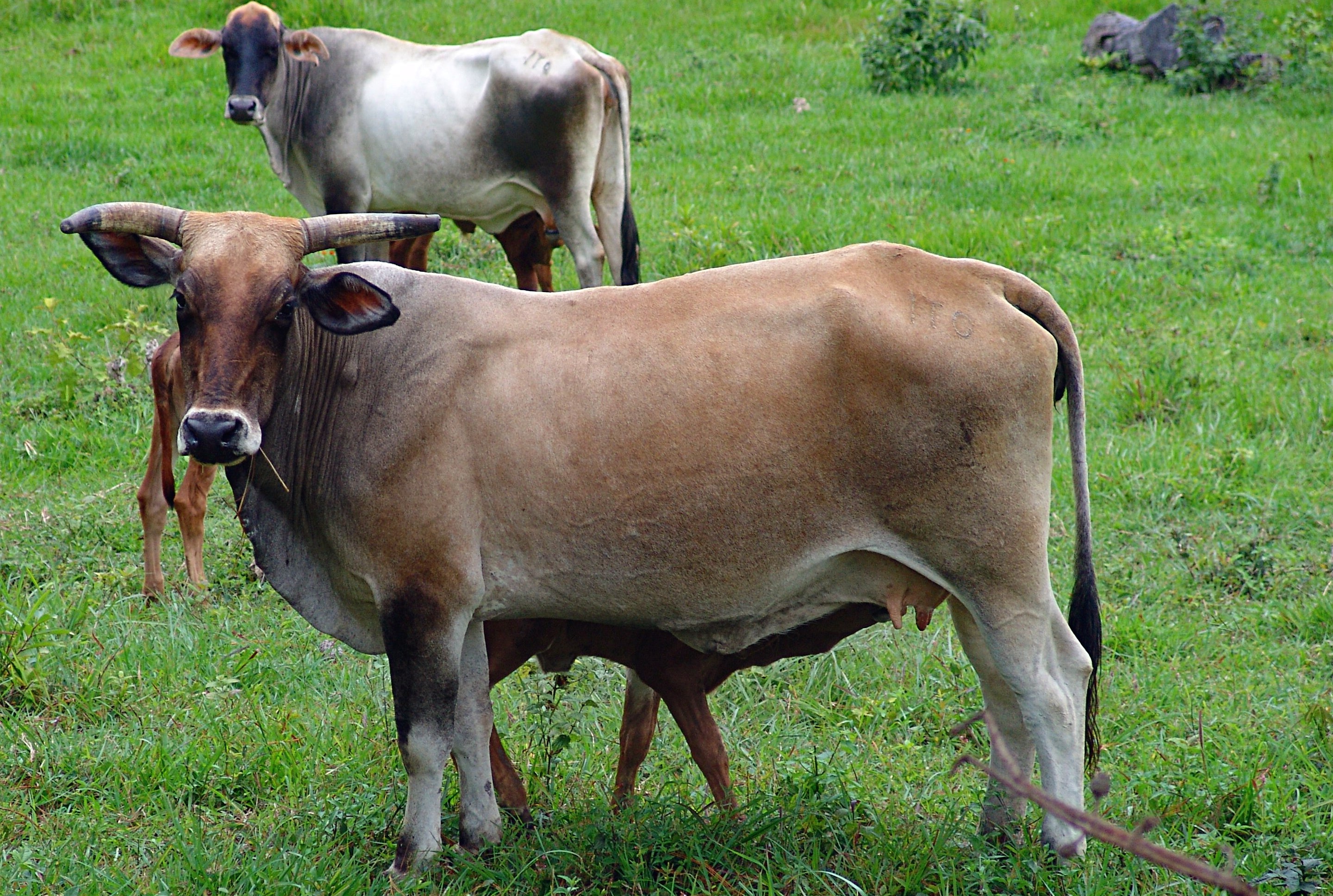 Livestock_Cows.jpg