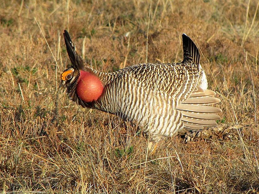 Endangered Species Act listing proposed for lesser prairie-chicken |  2021-05-26 | Agri-Pulse Communications, Inc.