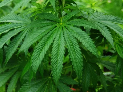 Marijuana