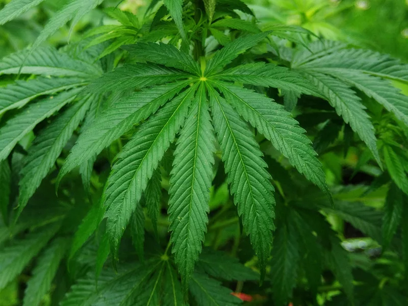 Marijuana