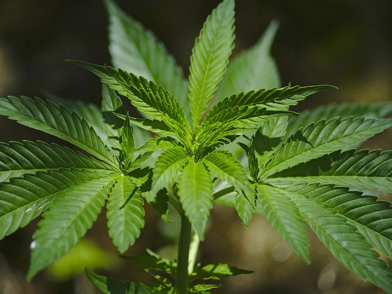 Marijuana